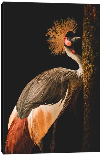 Grey Crowned Crane Canvas Art Print - Crane Art