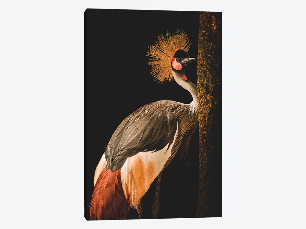 Grey Crowned Crane by Jealousy 1-piece Canvas Art Print