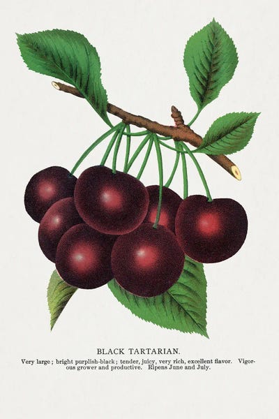 Cherries: Black Tartarian Cherry Lithograph by Botanical Specimen Rochester