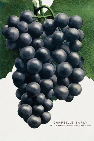 Vintage Botanical Illustrations: Campbell's Early Grape Lithograph by Botanical Specimen Rochester