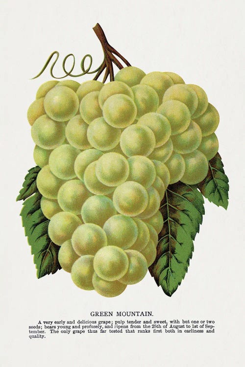 Green Mountain Grape Lithograph