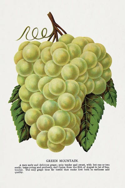 Vintage Botanical Illustrations: Green Mountain Grape Lithograph by Botanical Specimen Rochester