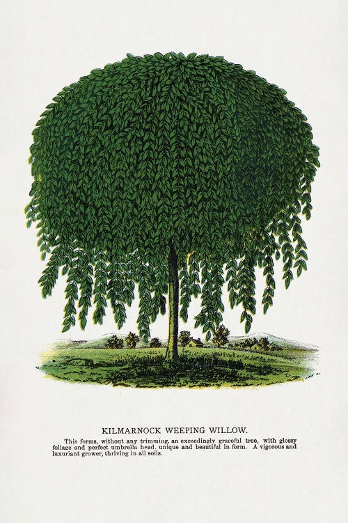 Kilmarnock Weeping Willow Tree Lithograph