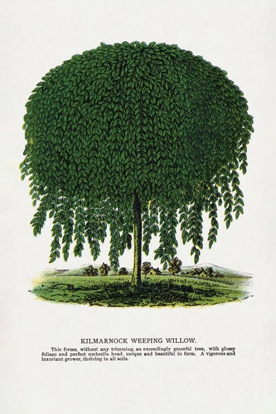 Vintage Botanical Illustrations: Kilmarnock Weeping Willow Tree Lithograph by Botanical Specimen Rochester