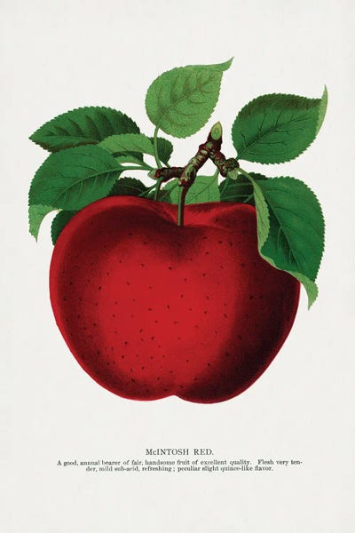 Apples: Mcintosh Red Apple Lithograph by Botanical Specimen Rochester