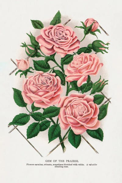 Vintage Botanical Illustrations: Pink Rose Gem Of The Prairie Lithograph by Botanical Specimen Rochester