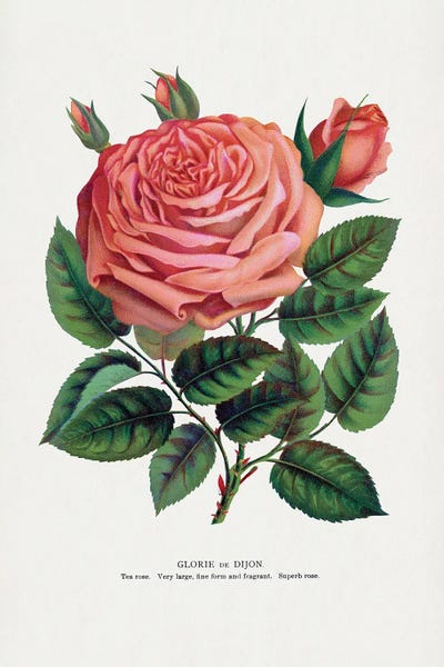 Vintage Botanical Illustrations: Pink Rose Glorie De Dijon Lithograph by Botanical Specimen Rochester