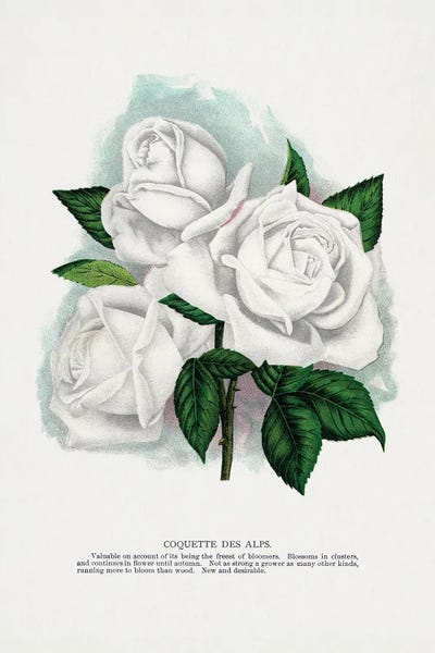 Botanical Specimen Rochester: White Rose Coquette Des Alps Lithograph by Botanical Specimen Rochester