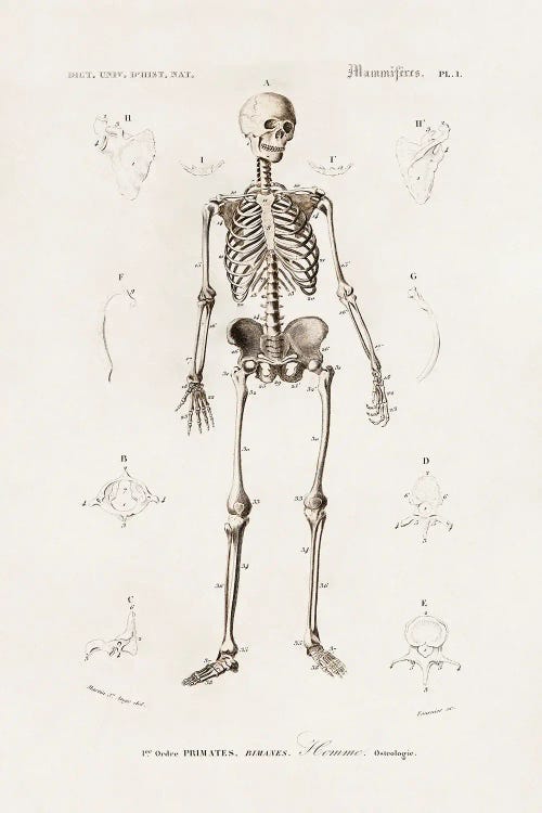 Human Skeleton