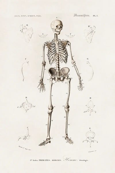 Human Skeleton