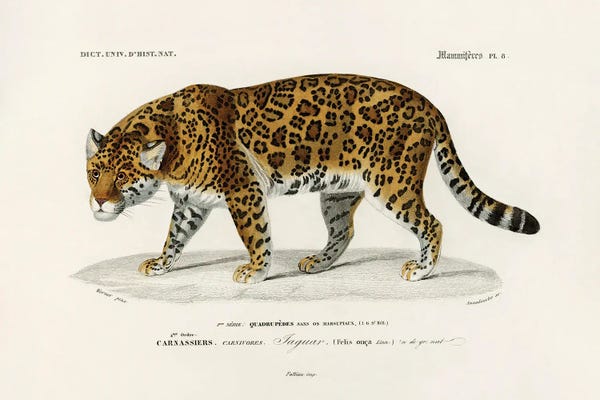 Vintage Animal Illustrations: Jaguar (Panthera Onca) by Charles Dessalines D