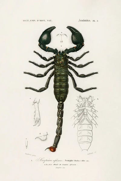 Vintage Animal Illustrations: The Emperor Scorpion by Charles Dessalines D