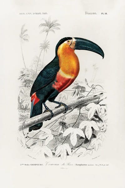 Charles Dessalines D: Toucan (Ramphastos) by Charles Dessalines D