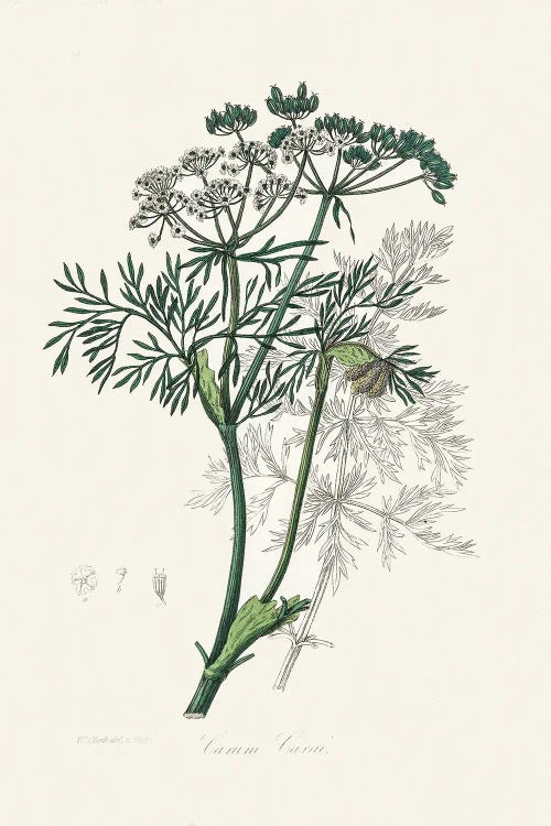 Caraway (Carum Carui) Medical Botany