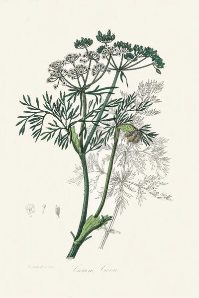 Vintage Botanical Illustrations: Caraway (Carum Carui) Medical Botany by John Stephenson and James Morss Churchill