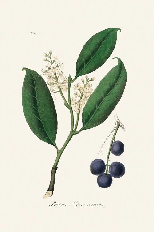 Cherry Laurel (Prunus Laurocerasus) Medical Botany by John Stephenson and wall art