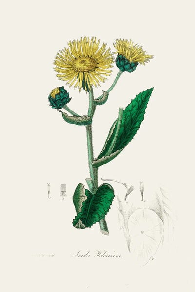 John Stephenson and James Morss Churchill: Elecampane (Inula Helenium) Medical Botany by John Stephenson and James Morss Churchill