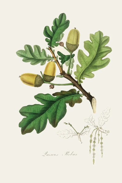 John Stephenson and James Morss Churchill: English Oak (Quercus) Medical Botany by John Stephenson and James Morss Churchill