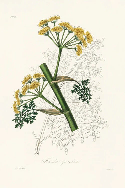 Ferula Persica Medical Botany