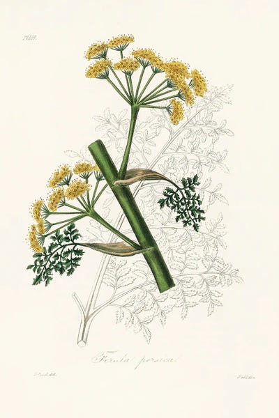 Vintage Botanical Illustrations: Ferula Persica Medical Botany by John Stephenson and James Morss Churchill