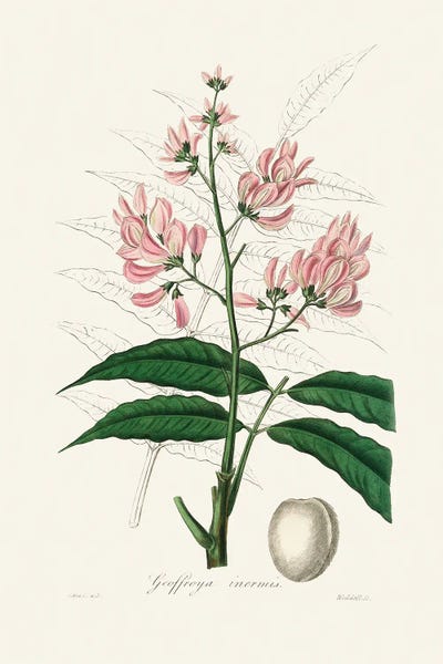 Vintage Botanical Illustrations: Geoffroya Inermis Medical Botany by John Stephenson and James Morss Churchill
