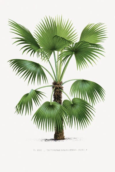 Vintage Botanical Illustrations: XXVI Trithrinax B by Les Palmiers Histoire