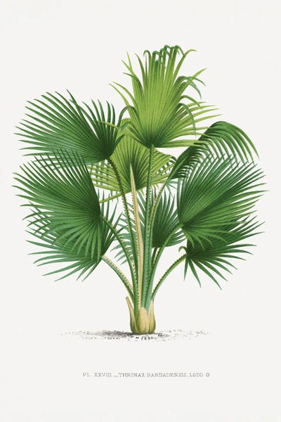 Vintage Botanical Illustrations: XXVII Thrinax B by Les Palmiers Histoire