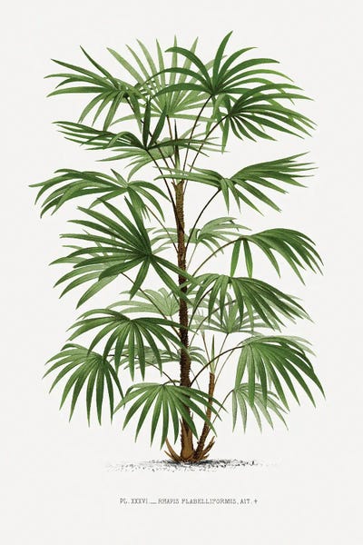 Vintage Botanical Illustrations: XXXVi Rhapis F by Les Palmiers Histoire