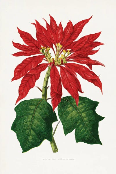 Vintage Botanical Illustrations: Poinsettia Pulcherrima Leaf Illustration by Les Plantes a