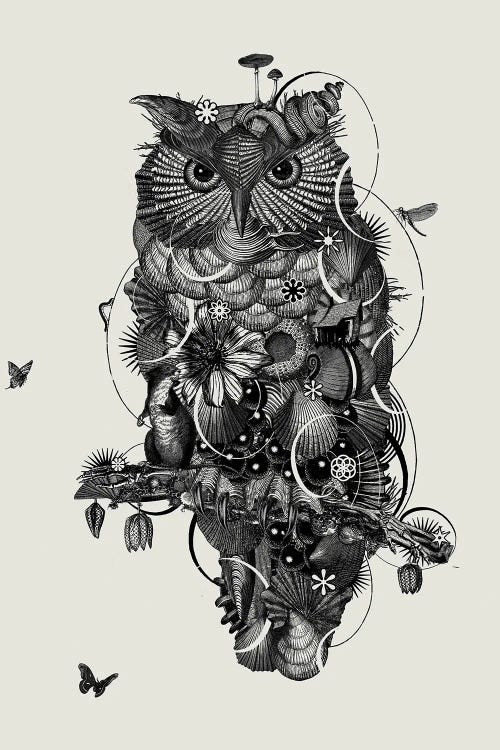 Owl II by Jaco Putker wall art