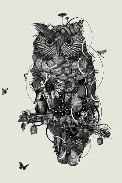 Mushrooms: Owl II by Jaco Putker