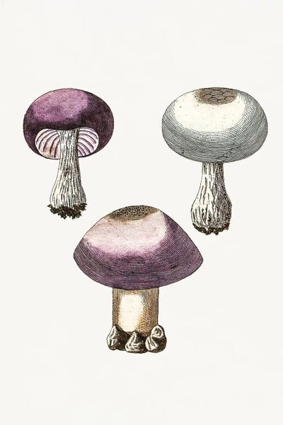 Mushrooms: Hand Darwn Violet Webcap Mushroom by Biodiversity Heritage Library