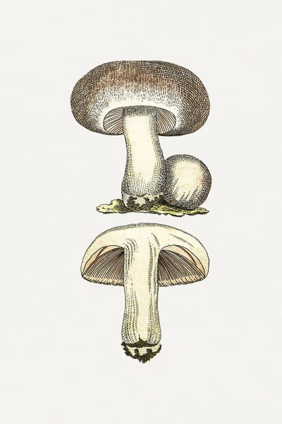 Vintage Botanical Illustrations: Hand Drawn Field Mushroom Gray by Biodiversity Heritage Library