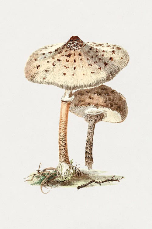 Hand Drawn Parasol Mushroom