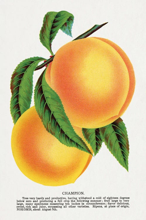 Champion Plum Lithograph by Botanical Specimen Rochester wall art