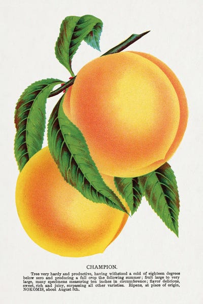 Botanical Illustrations: Champion Plum Lithograph by Botanical Specimen Rochester