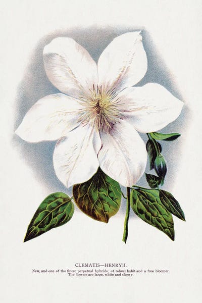 Botanical Specimen Rochester: Clematis Flower Lithograph by Botanical Specimen Rochester