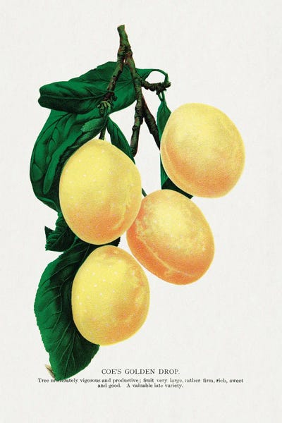 Botanical Illustrations: Coe's Golden Drop Plum Lithograph by Botanical Specimen Rochester