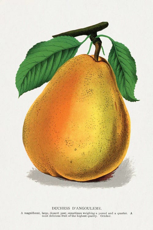 Duchess D'Angouleme Pear Lithograph