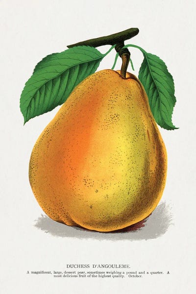Pears: Duchess D'Angouleme Pear Lithograph by Botanical Specimen Rochester