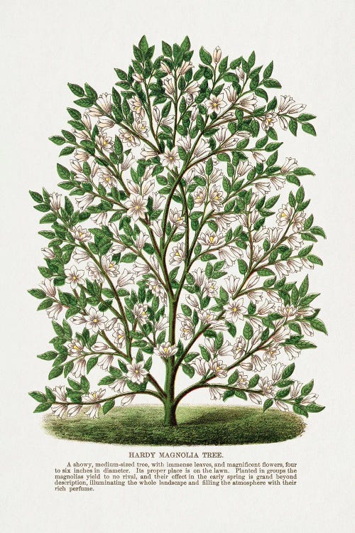 Hardy Magnolia Tree Lithograph