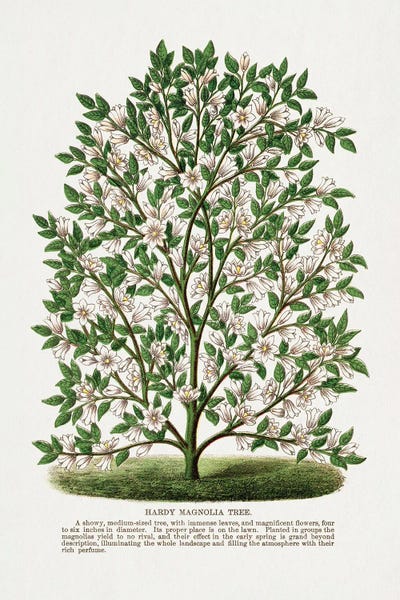 Botanical Illustrations: Hardy Magnolia Tree Lithograph by Botanical Specimen Rochester