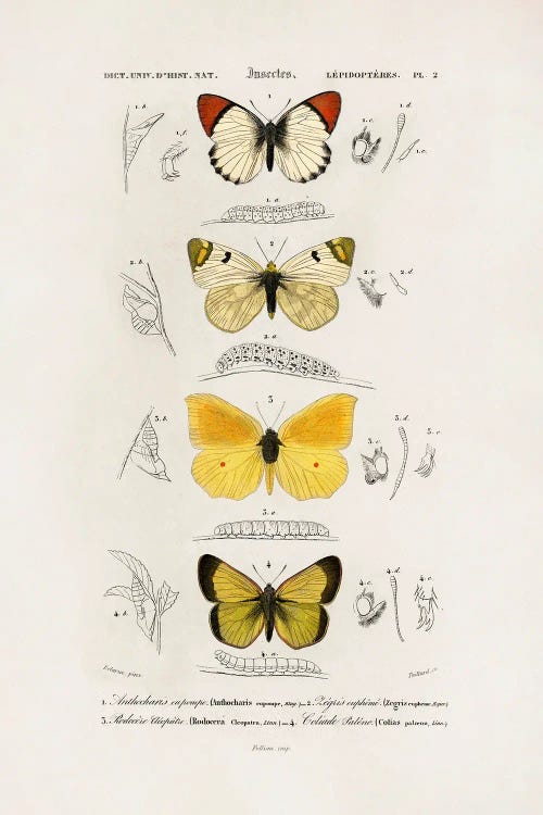 Different Types Of Butterflies by Charles Dessalines D wall art