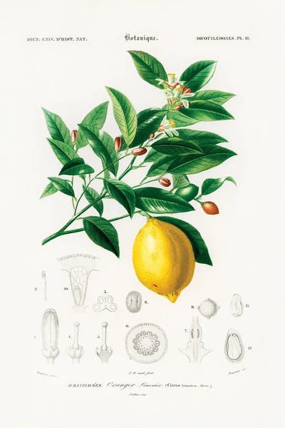 Botanical Illustrations: Lemon (Citrus Limonium) by Charles Dessalines D