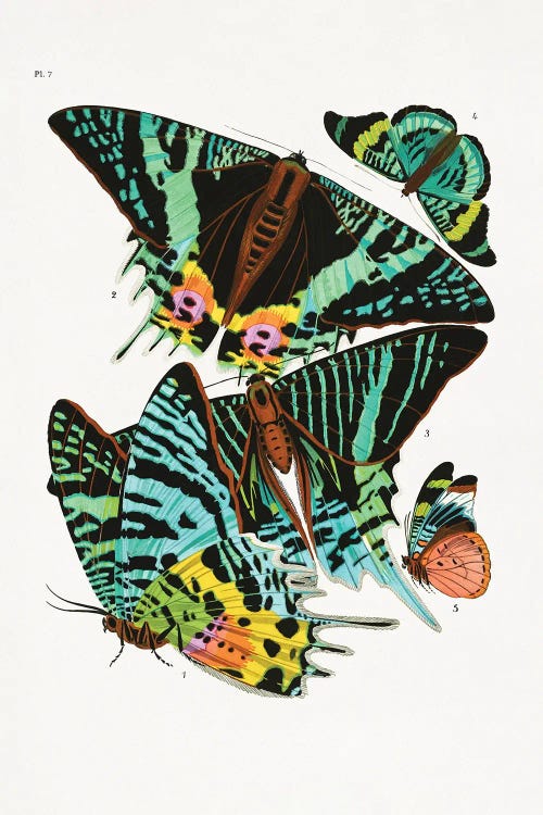 Butterflies III by Emile Alain Seguy wall art