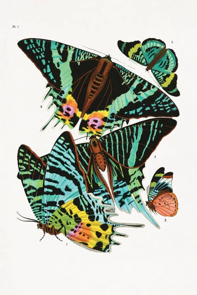 Fine Art Print: Butterflies III by Emile Alain Seguy