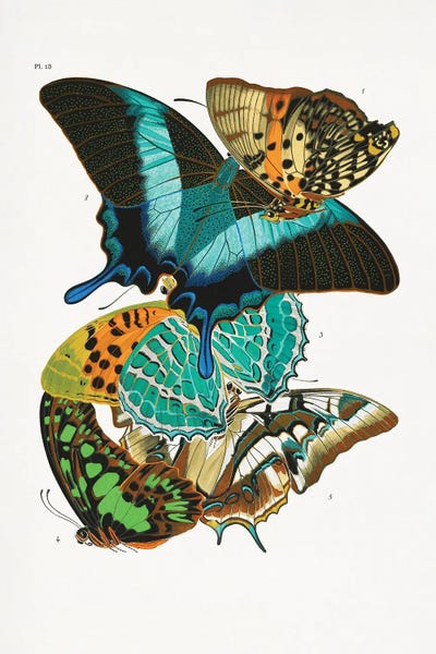 Vintage Animal Illustrations: Butterflies V by Emile Alain Seguy