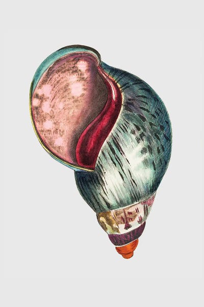 Vintage Animal Illustrations: Agate Bulla by George Shaw