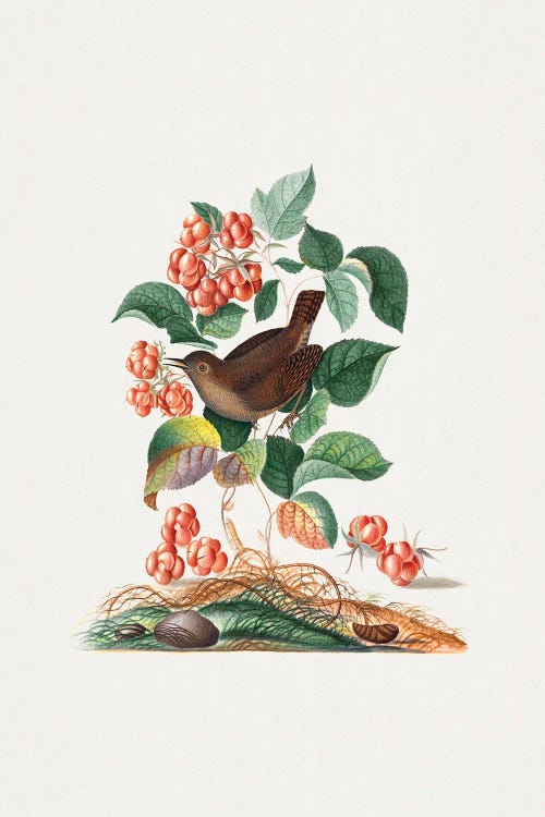 Eurasian Wren by James Bolton wall art