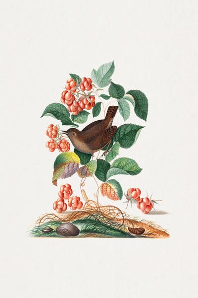 Vintage Animal Illustrations: Eurasian Wren by James Bolton